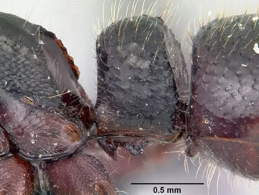 Euponera zoro - CASENT0045619