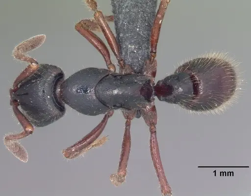 Euponera zoro - CASENT0045620