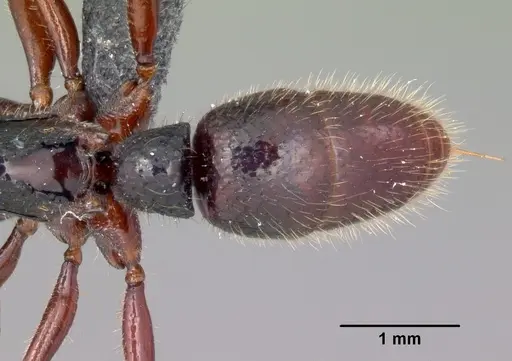 Euponera zoro - CASENT0045620