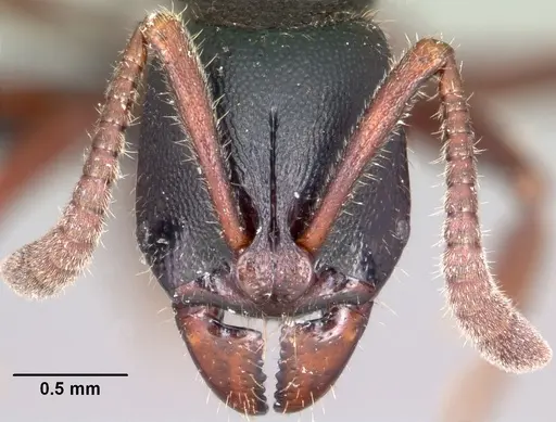 Euponera zoro - CASENT0045620