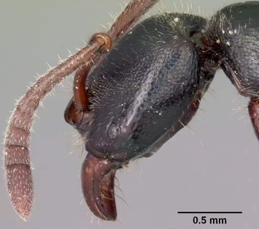 Euponera zoro - CASENT0045620