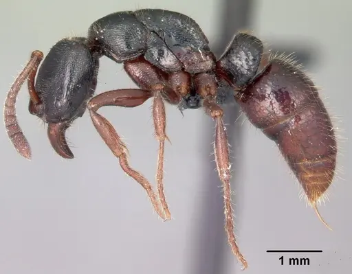 Euponera zoro - CASENT0045620