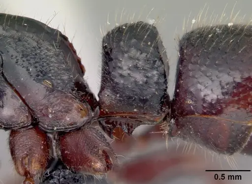 Euponera zoro - CASENT0045620