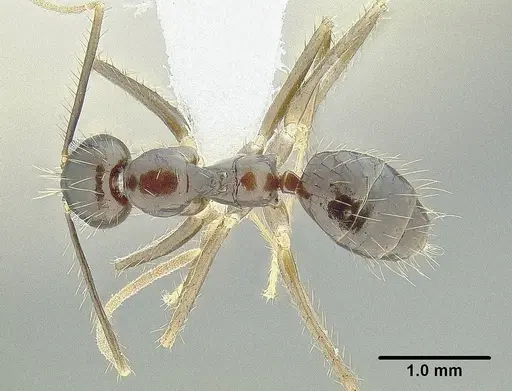Euprenolepis procera specimen