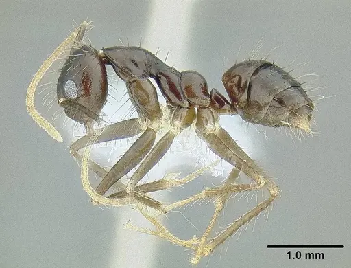 Euprenolepis procera specimen