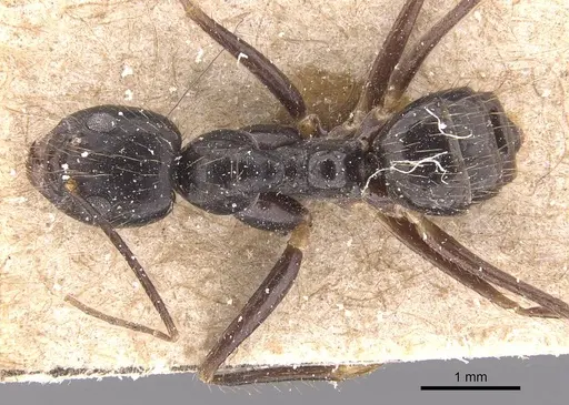 Euprenolepis procera - CASENT0905660