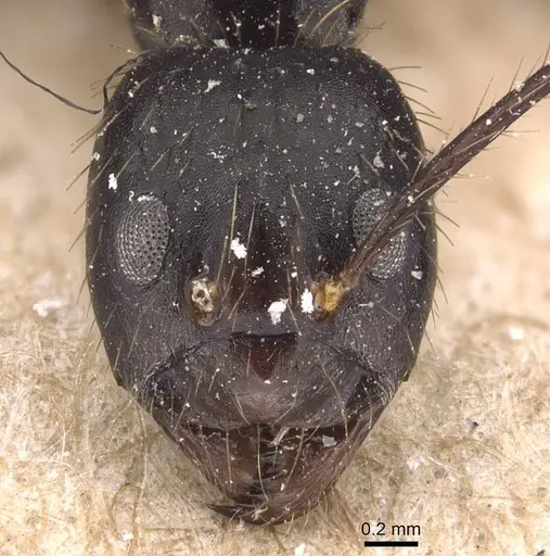 Euprenolepis procera - CASENT0905660