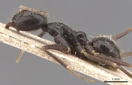 Euprenolepis procera - CASENT0905660