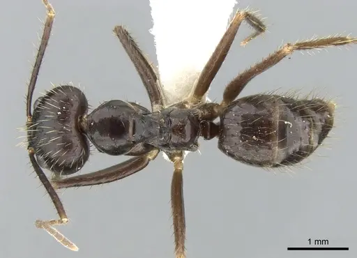 Euprenolepis procera - CASENT0906260