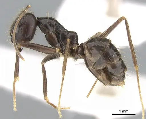 Euprenolepis procera - CASENT0906260