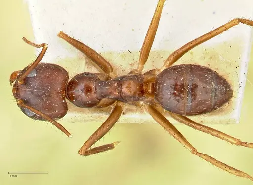 Euprenolepis procera - FOCOL2472