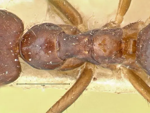 Euprenolepis procera - FOCOL2472