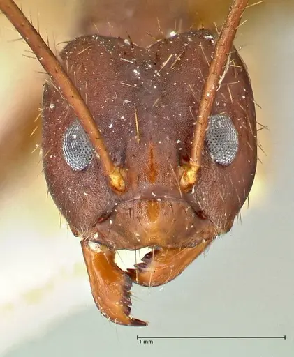 Euprenolepis procera - FOCOL2472