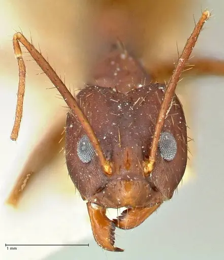 Euprenolepis procera - FOCOL2472