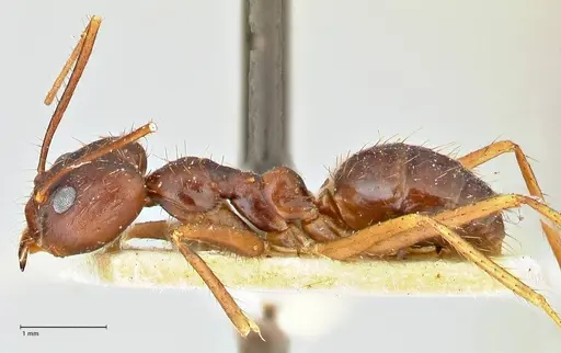 Euprenolepis procera - FOCOL2472