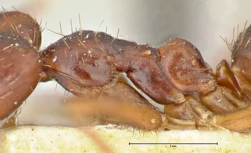 Euprenolepis procera - FOCOL2472