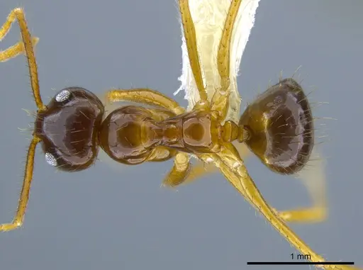 Euprenolepis variegata specimen