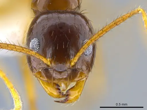 Euprenolepis variegata specimen