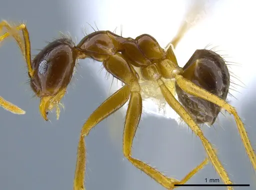 Euprenolepis variegata specimen