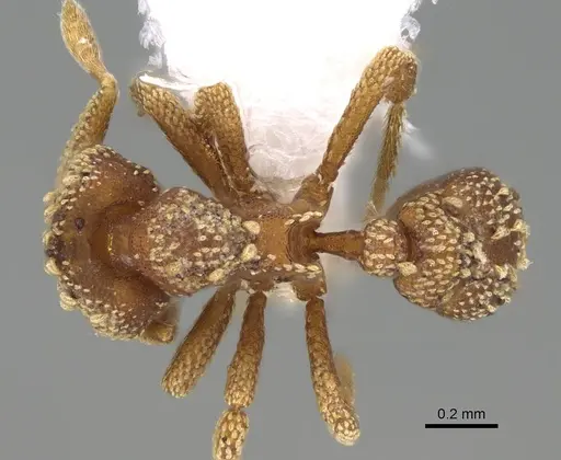 Eurhopalothrix alopeciosa specimen