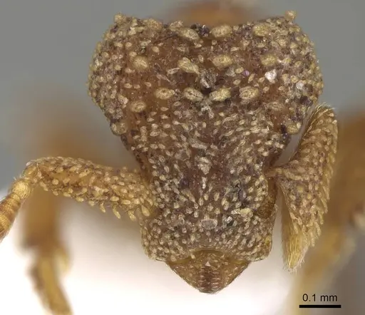 Eurhopalothrix alopeciosa specimen