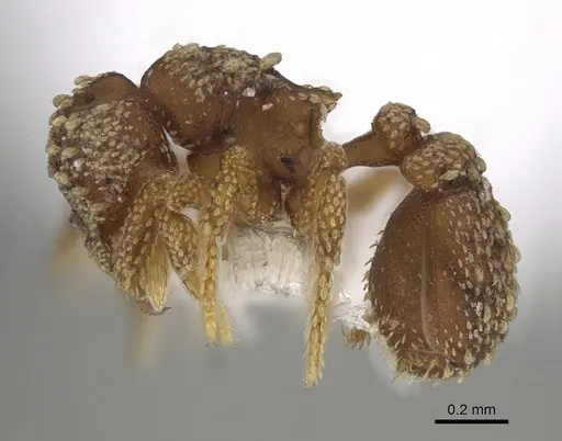 Eurhopalothrix alopeciosa specimen