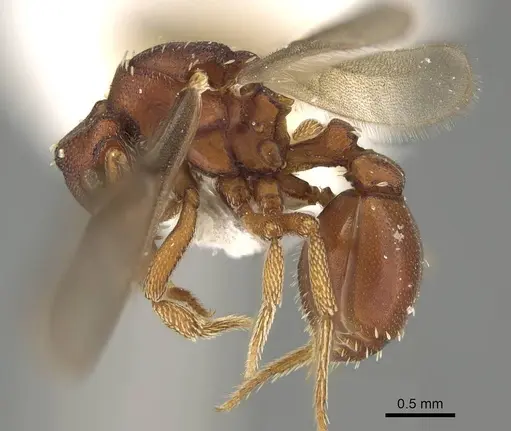 Eurhopalothrix apharogonia specimen