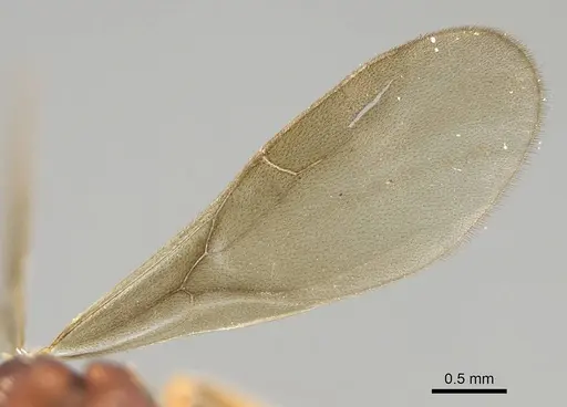 Eurhopalothrix apharogonia - CASENT0914892