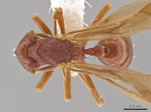 Eurhopalothrix apharogonia - INB0003207423