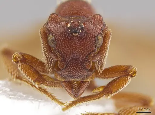 Eurhopalothrix apharogonia - INB0003207423