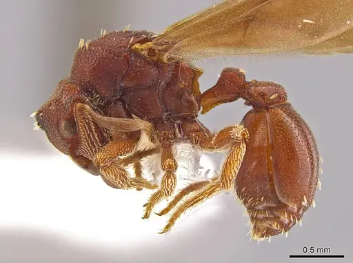 Eurhopalothrix apharogonia - INB0003207423