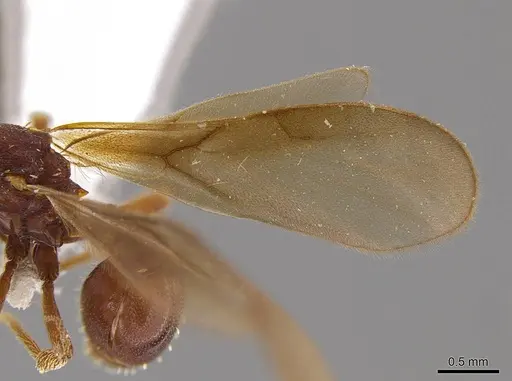 Eurhopalothrix apharogonia - INB0003207423