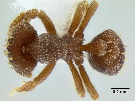 Eurhopalothrix australis specimen