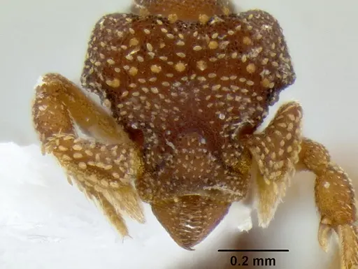 Eurhopalothrix australis specimen