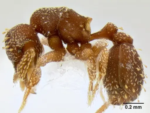 Eurhopalothrix australis specimen