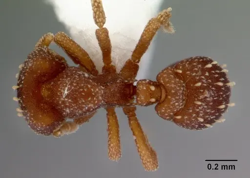 Eurhopalothrix australis - CASENT0172464