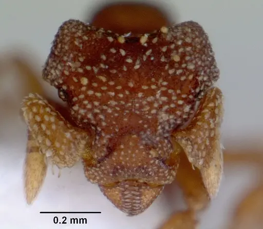 Eurhopalothrix australis - CASENT0172464