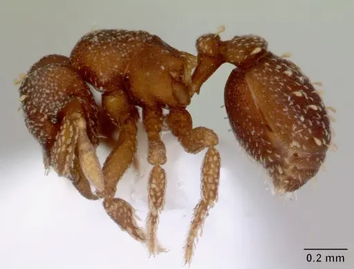 Eurhopalothrix australis - CASENT0172464