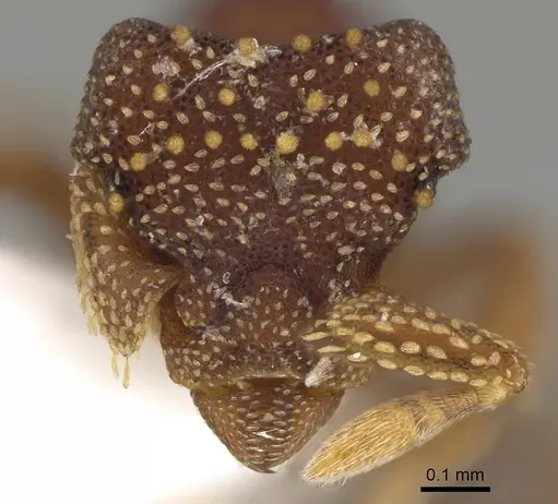 Eurhopalothrix australis - CASENT0914893