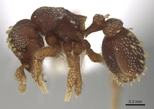 Eurhopalothrix australis - CASENT0914893