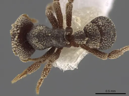 Eurhopalothrix biroi specimen