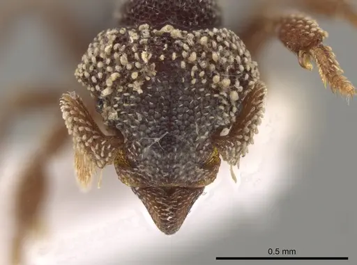 Eurhopalothrix biroi specimen