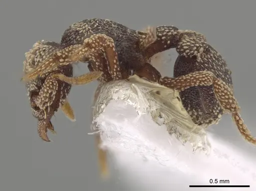 Eurhopalothrix biroi specimen