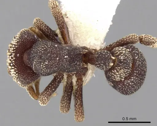 Eurhopalothrix biroi - CASENT0280770