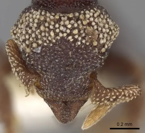 Eurhopalothrix biroi - CASENT0280770