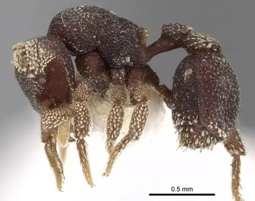 Eurhopalothrix biroi - CASENT0280770
