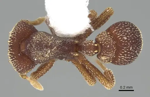 Eurhopalothrix biroi - CASENT0914895