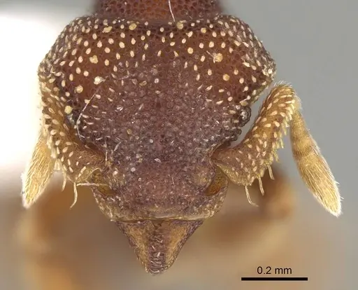 Eurhopalothrix biroi - CASENT0914895