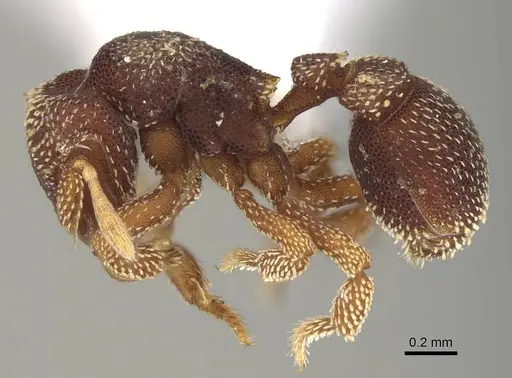 Eurhopalothrix biroi - CASENT0914895