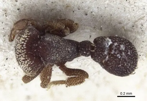 Eurhopalothrix biroi - CASENT0916632